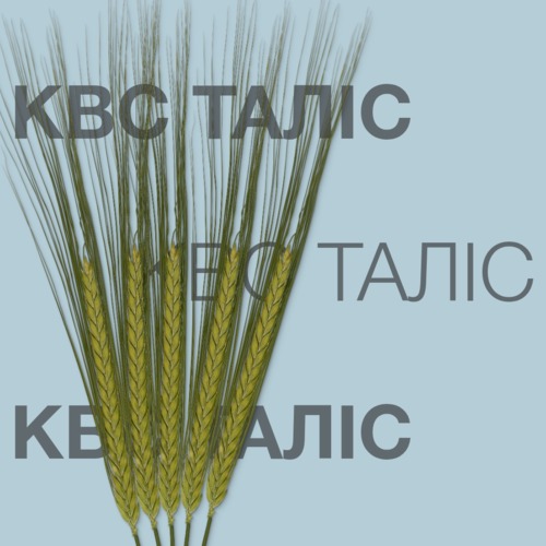 КВС ТАЛІС - KWS SAAT SE & Co. KGaA